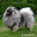Keeshond/ wilczy szpic rodovodowe szczeniaky FCI - Sprzedaż