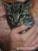 Kočka a koťata k adopci (může být jednotlivě) - Darování