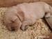 Golden retriever / Zlatý retriever  - Predaj