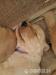 Golden retriever / Zlatý retriever  - Predaj