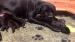 Štěňata cane corso po špičkových rodičích k odběru - Prodej
