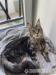 Mačiatka Maine Coon - Predaj