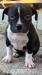 American bully - Predaj