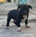 American bully - Predaj