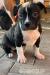 American bully - Predaj