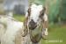 Anglonubijské kozy  - Prodej