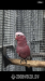Kakadu růžový - Prodej