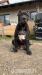 American Bully xl - Prodej
