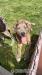 American Bully xl - Prodej