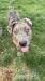 American Bully xl - Prodej