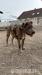 American Bully xl - Prodej