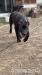 American Bully xl - Prodej