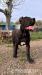 American Bully xl - Prodej