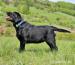 Labradors. retrívr- černá štěňátka  s PP - Prodej