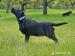 Labradors. retrívr- černá štěňátka  s PP - Prodej