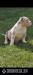 American Bully Pocket ABKC  - Prodej