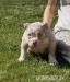 American Bully Pocket ABKC  - Prodej