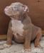 American Bully Pocket ABKC  - Prodej