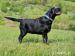 Labradors. retrívr- černá štěňátka  s PP - Prodej
