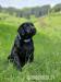 Labradors. retrívr- černá štěňátka  s PP - Prodej