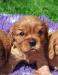 Kavalír king charles spaniel štěňátka s PP - Prodej