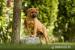 Šteňata rhodezian ridgeback - Predaj