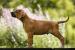 Šteňata rhodezian ridgeback - Predaj