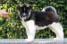 americká akita sPP - Prodej