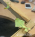 Listovka (Phyllium giganteum) - Predaj