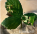 Listovka (Phyllium giganteum) - Predaj