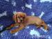 Kavalír king charles spaniel štěňátko  s PP - Prodej