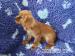 Kavalír king charles spaniel štěňátko  s PP - Prodej