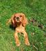 Kavalír king charles spaniel štěňátko  s PP - Prodej