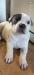 American bully XL štěňátka ABKC - Prodej