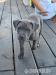 Blue Amstaff American Staffordshire Terrier - Sprzedaż
