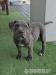 Blue Amstaff American Staffordshire Terrier - Sprzedaż