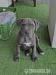 Blue Amstaff American Staffordshire Terrier - Sprzedaż