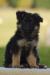 Německý ovčák dlouhosrstý - Prodej