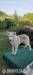 Sibírsky husky  - Predaj