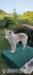 Sibírsky husky  - Predaj