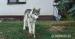 Sibírsky husky  - Predaj