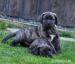 Prodej štěňátek Boerboel - Prodej