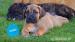 Prodej štěňátek Boerboel - Prodej