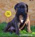 Prodej štěňátek Boerboel - Prodej