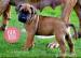 Prodej štěňátek Boerboel - Prodej