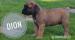 Prodej štěňátek Boerboel - Prodej