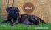 Prodej štěňátek Boerboel - Prodej