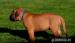 Prodej štěňátek Boerboel - Prodej