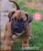 Prodej štěňátek Boerboel - Prodej