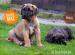 Prodej štěňátek Boerboel - Prodej